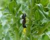 Camponotus sp.